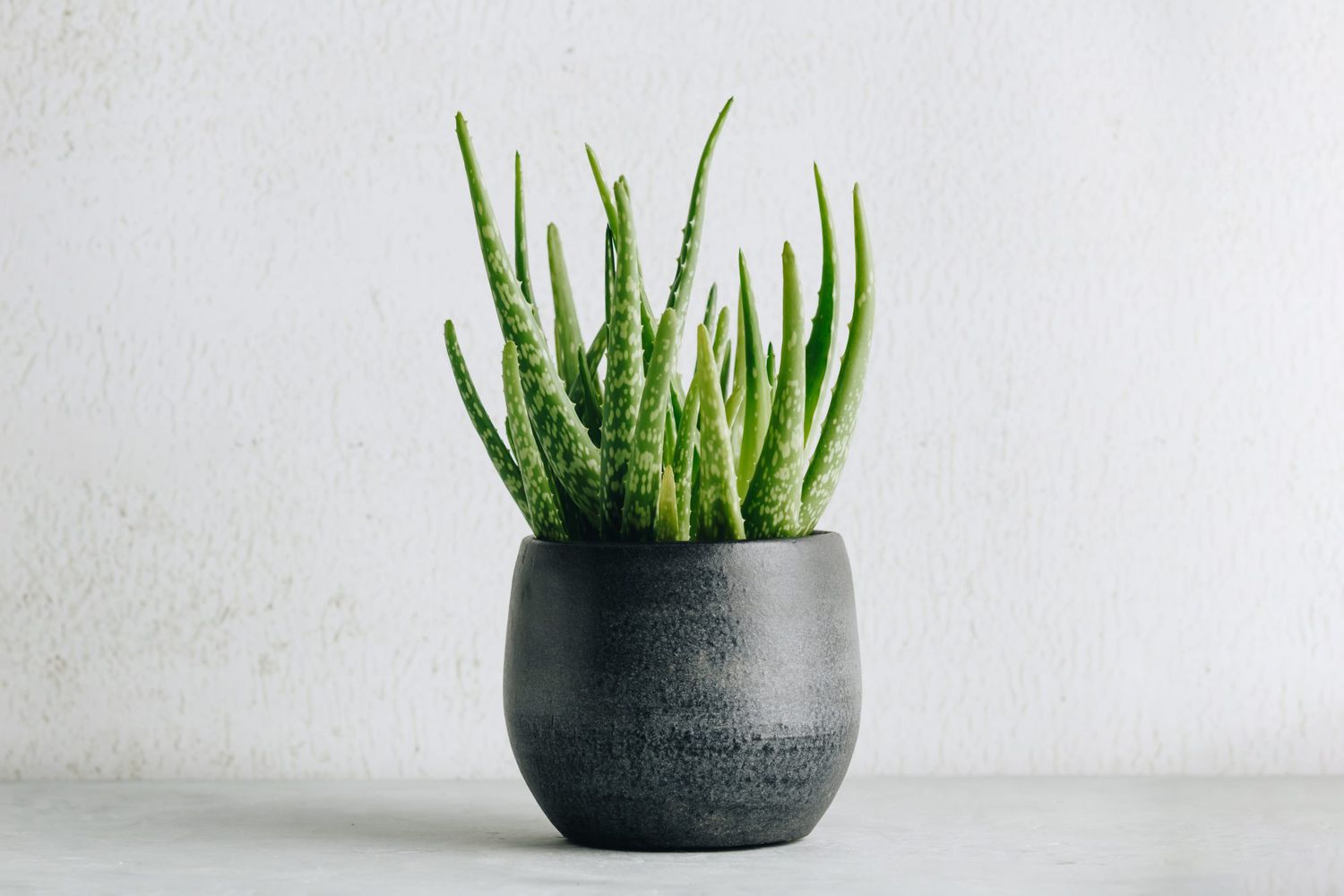 Aloe vera plant in grey modern pot