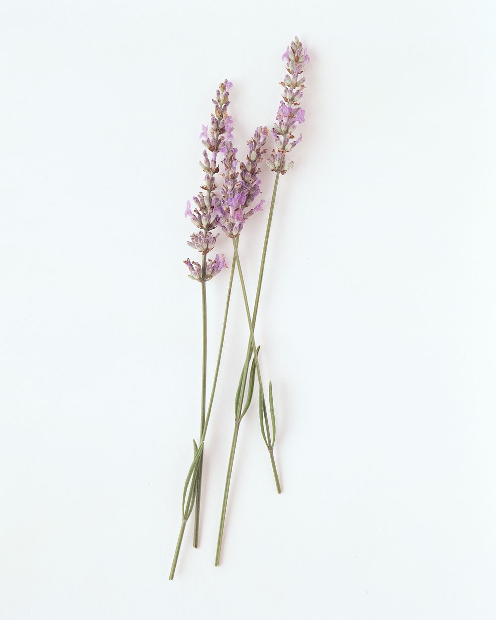 flower-glossary-lavender-a98432-0415.jpg