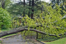 Fallen tree blocking a residential road surrounded by greenery and houses