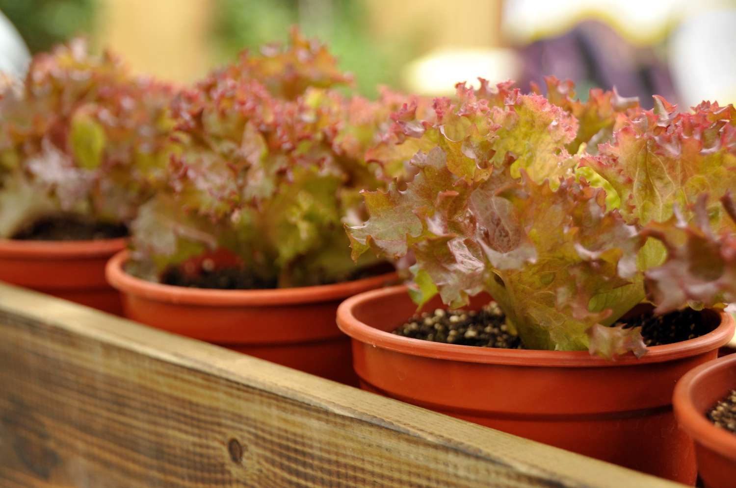 Lettuce in Flower Pot