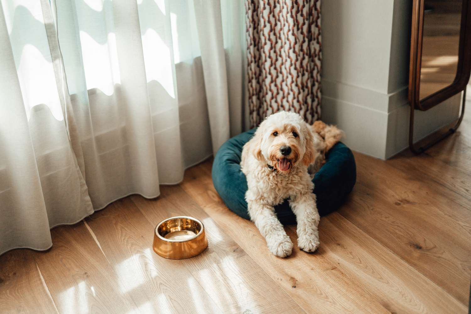 Cut dog lying down on a wooden floor at home