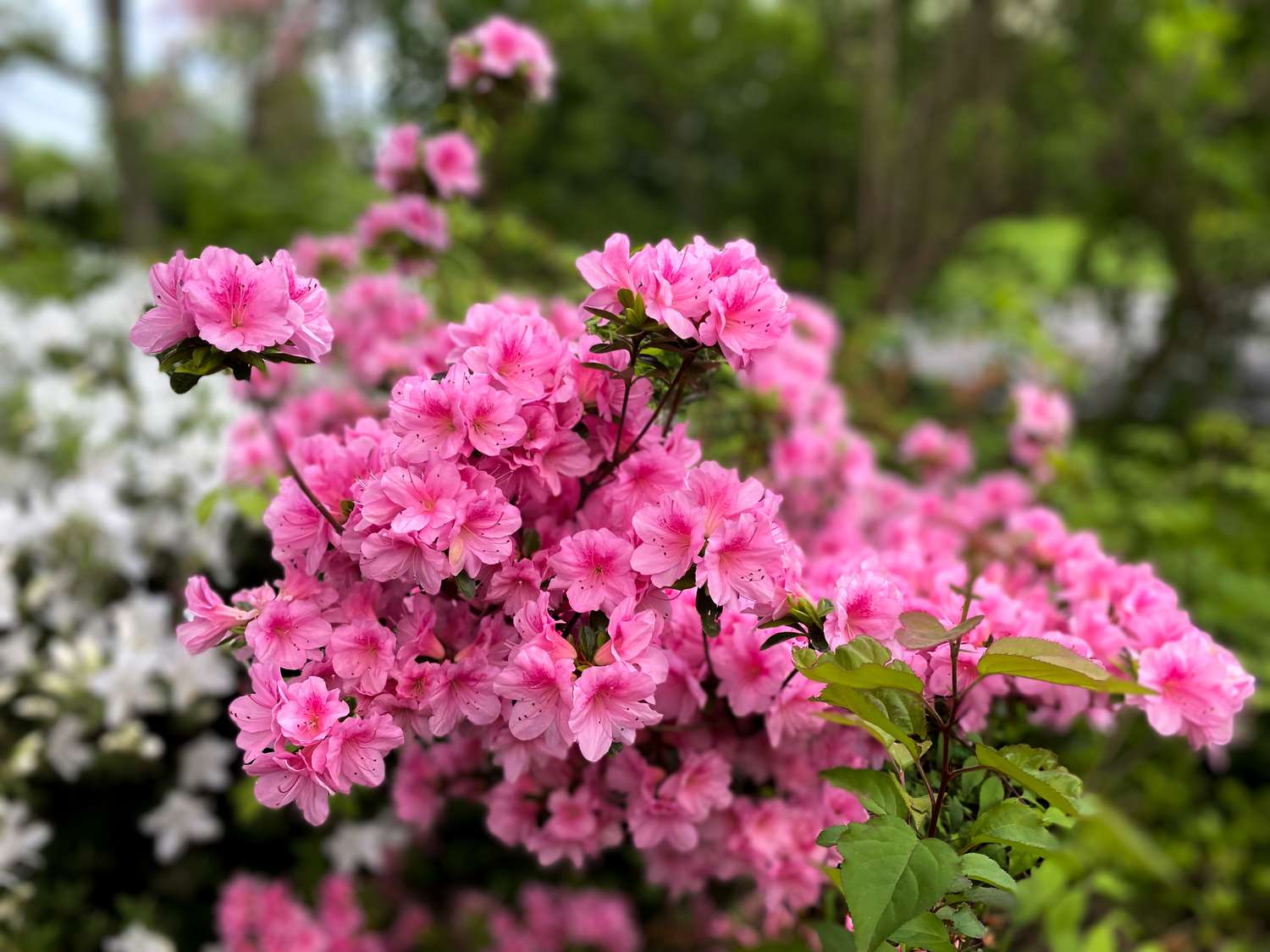 Patch of azalea plants in spring