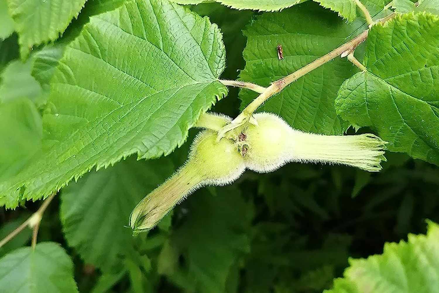 A closeup of a beaked hazelnut fruit attached to its branch surrounded by green leaves