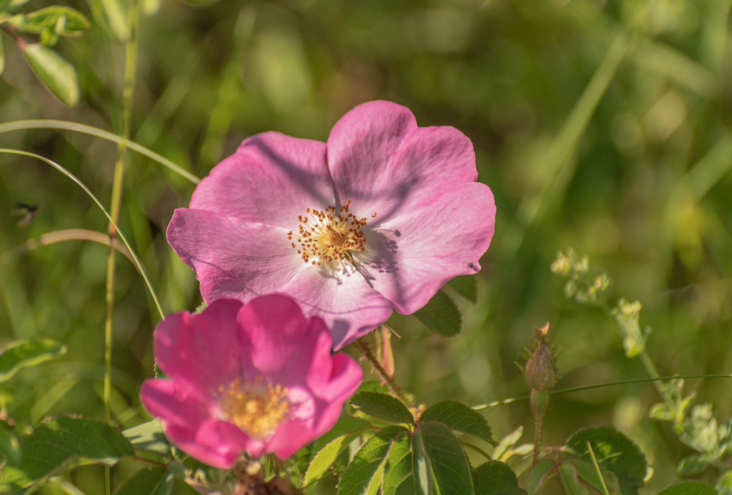 california wild rose pink