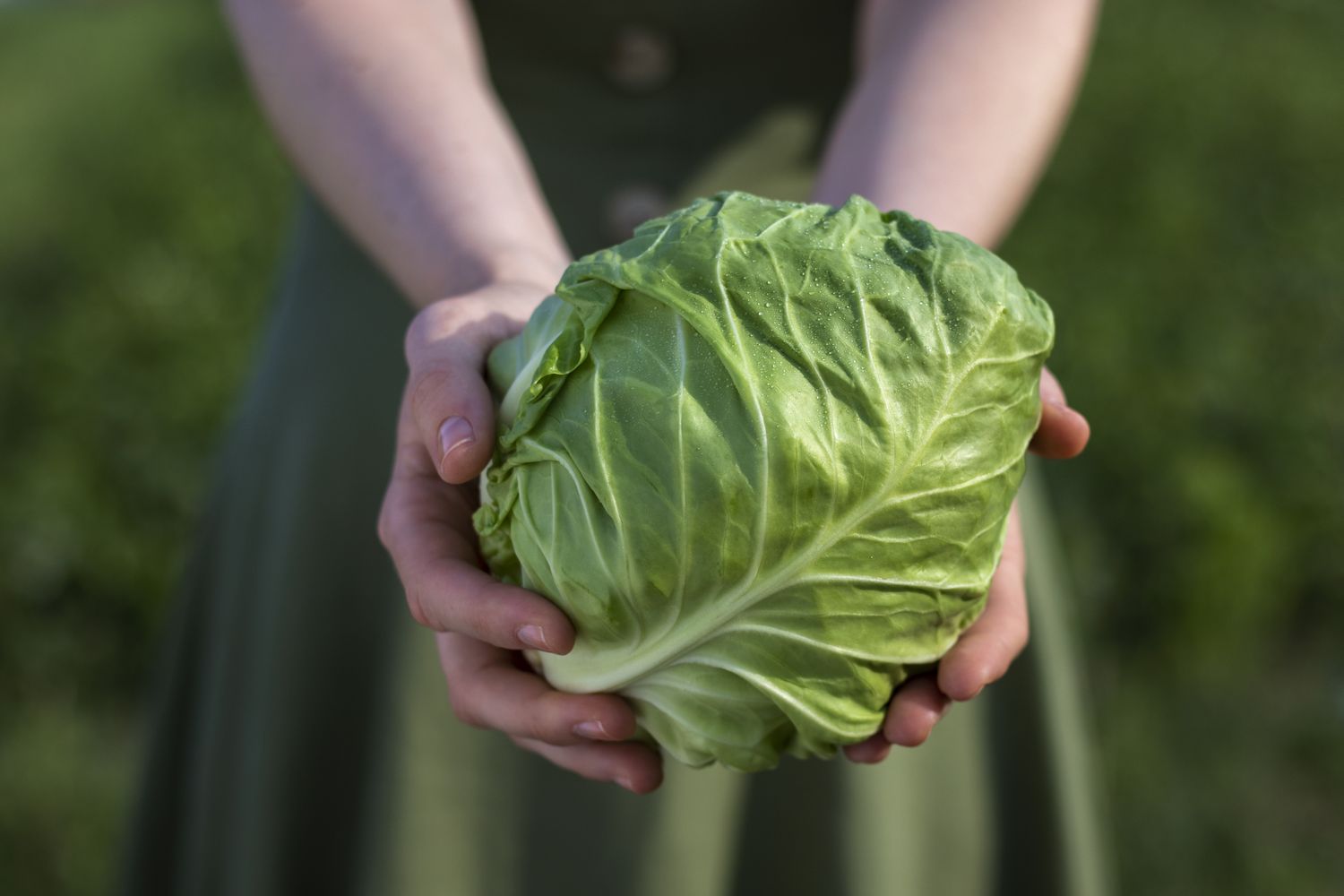 Person holding a green cabbage with both hands