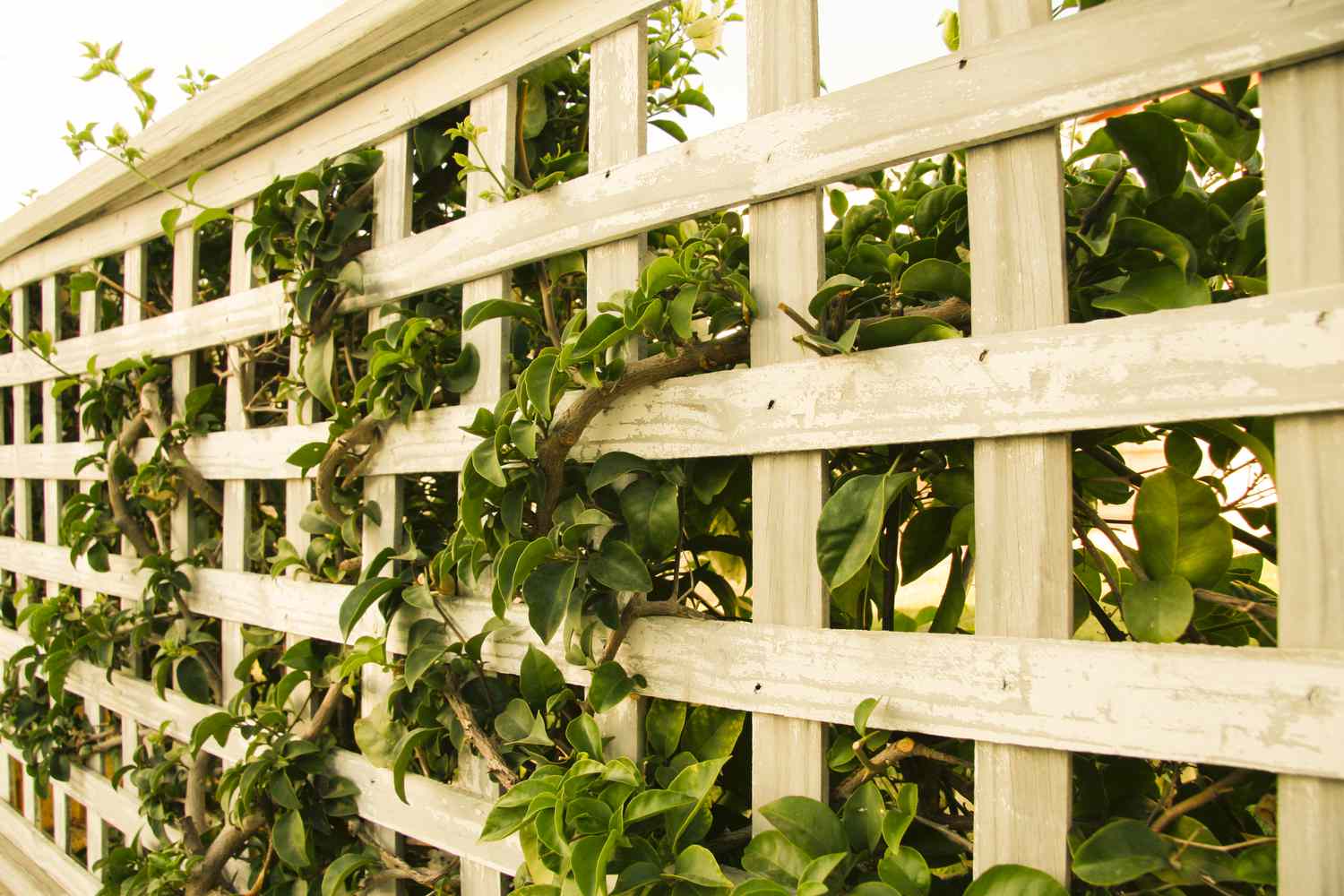 A fence with bougainvillea growing through.