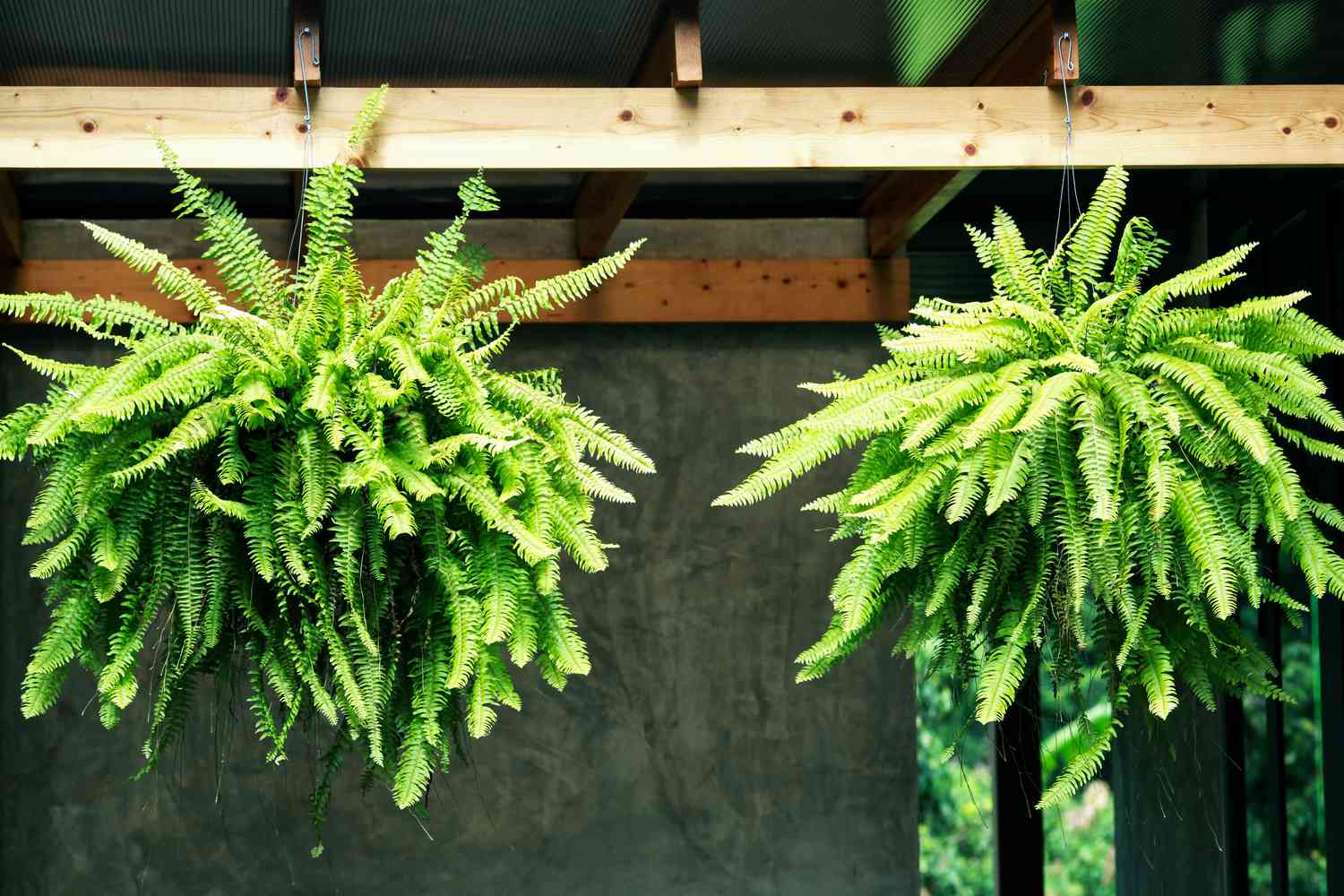 Boston Ferns Hanging outside