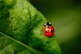 A ladybug on a green leaf