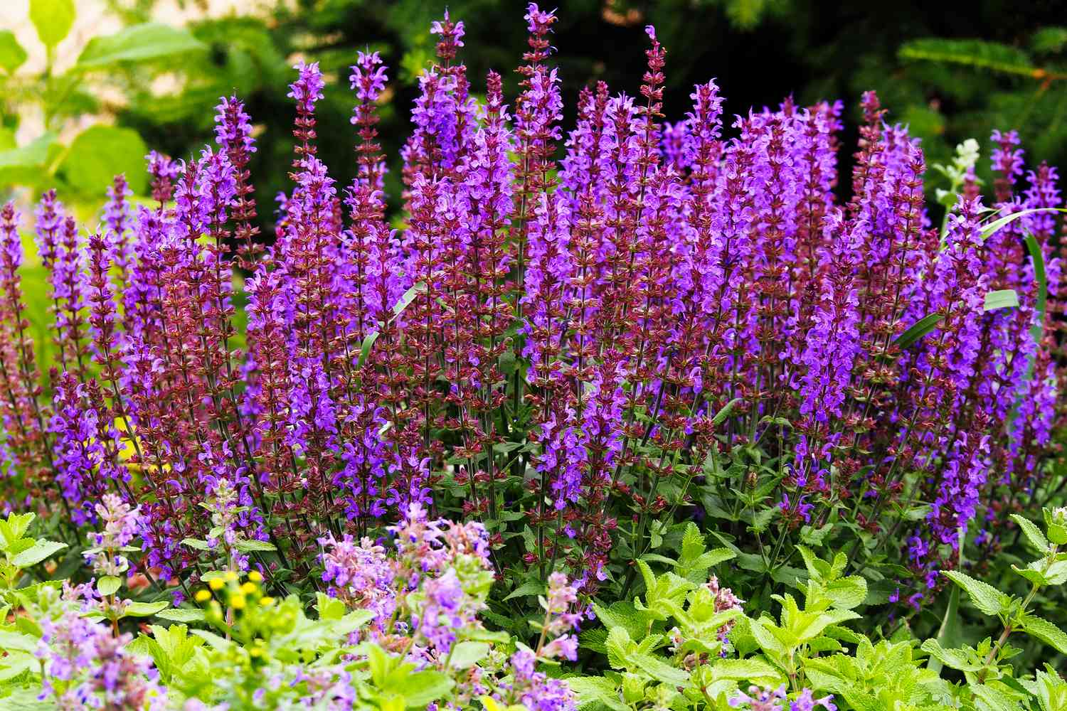 Purple Wood Sage