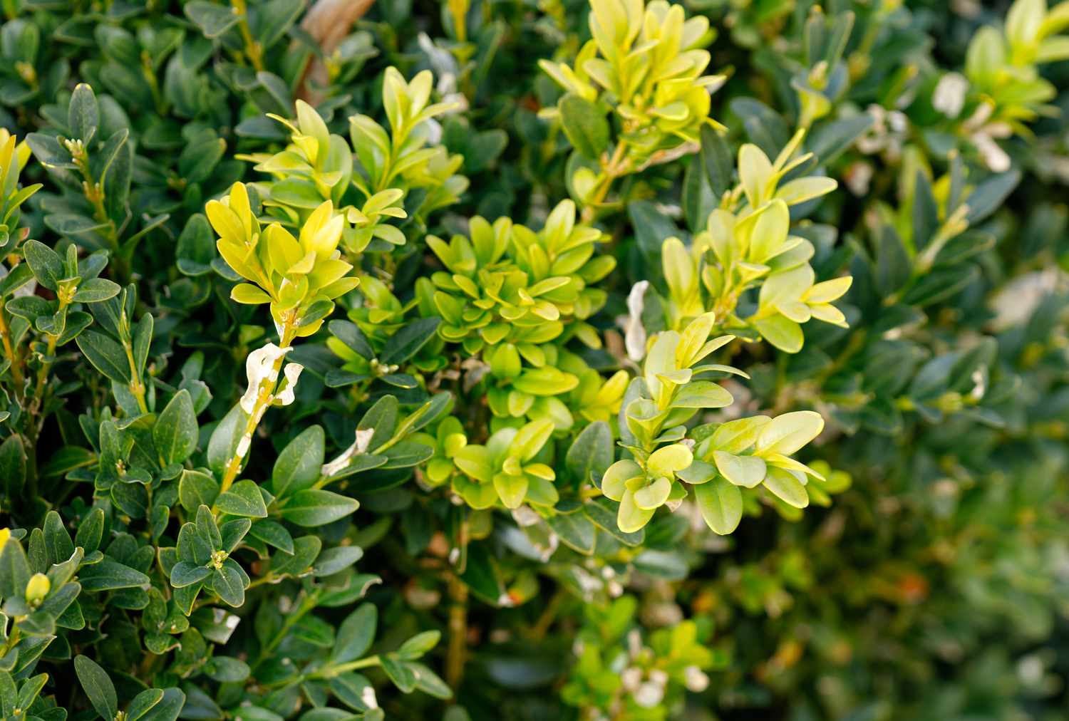 boxwood