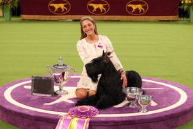 Giant Schnauzer wins Best in Show at Westminster Dog Show