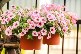 Closed up Petunia flower, pink petunia flower