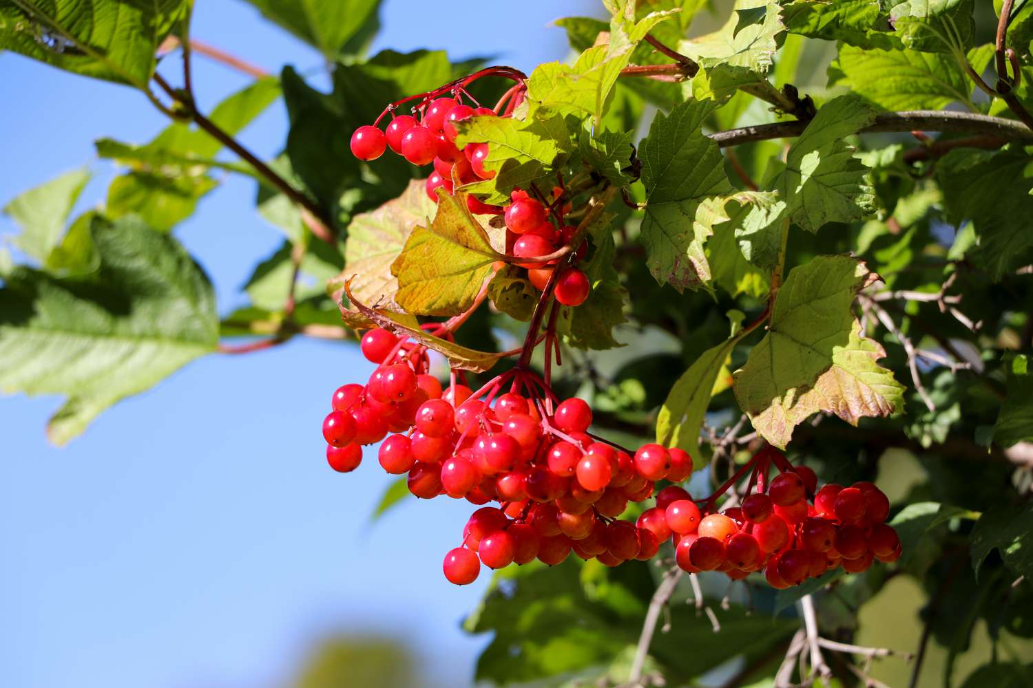 highbush cranberry