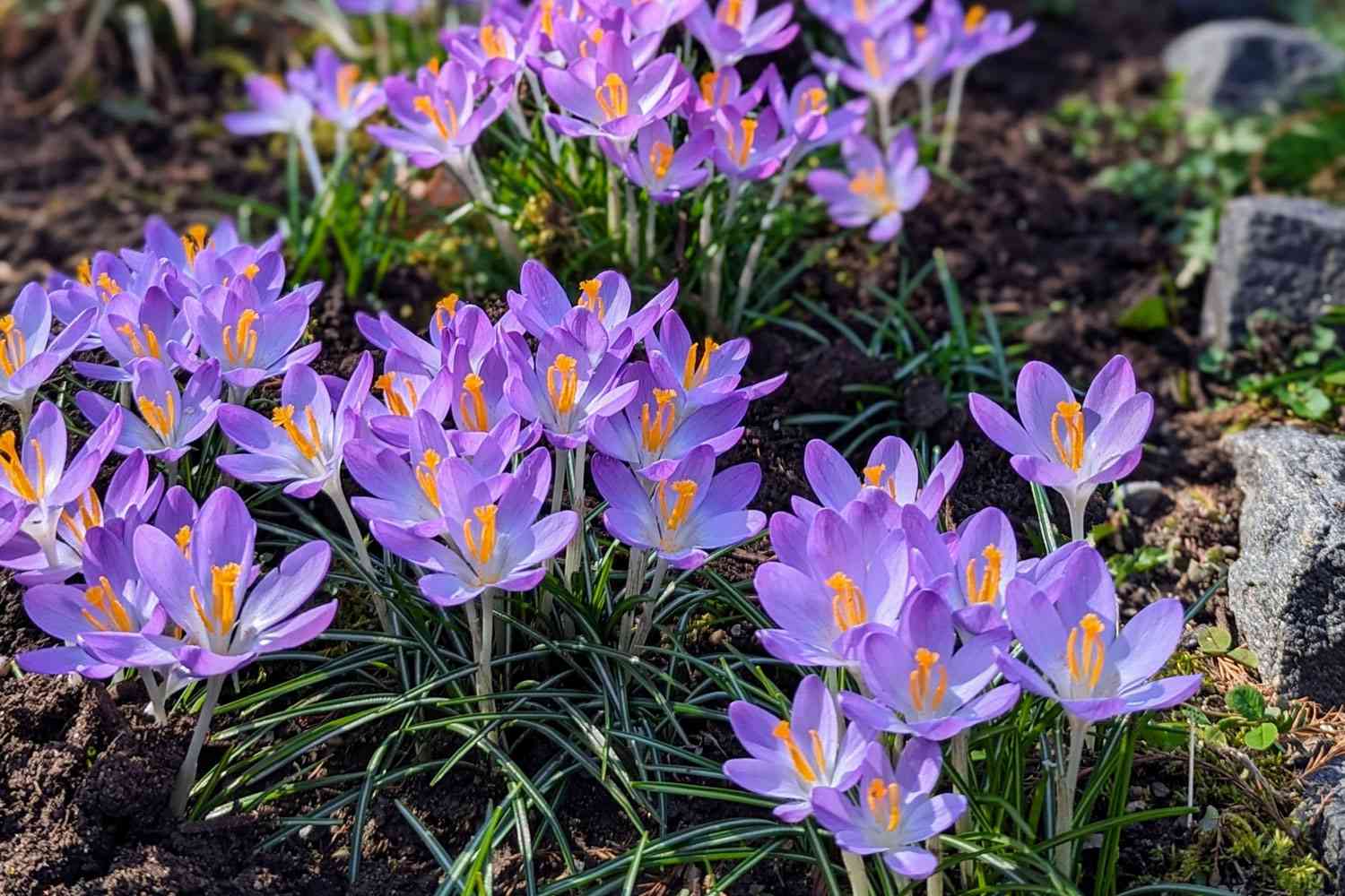 Crocus