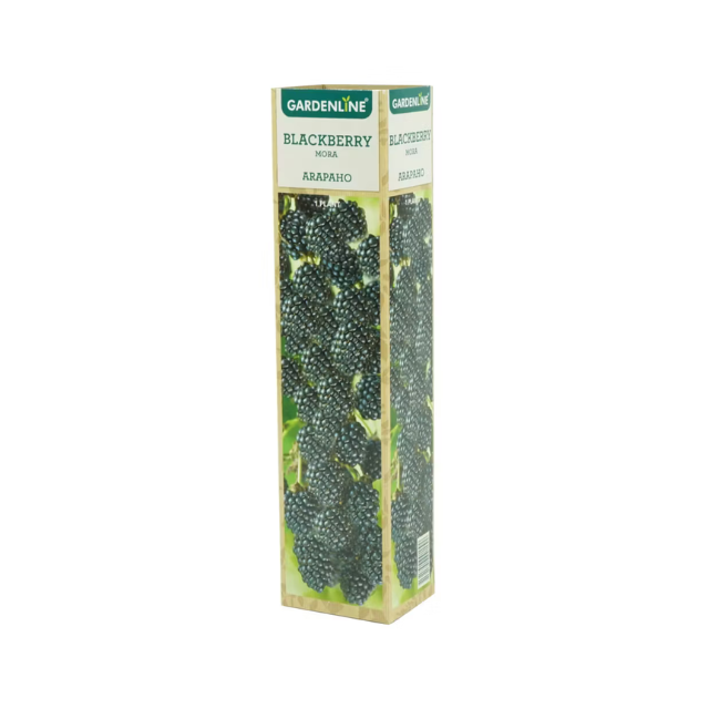 Packaging box of Gardenline Blackberry plant