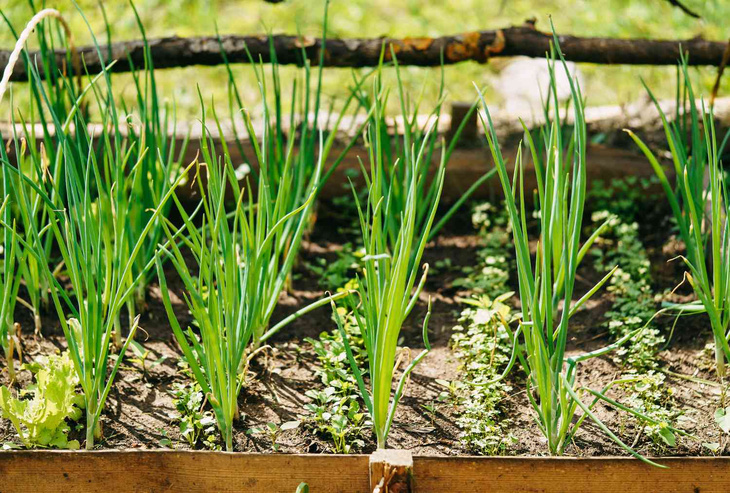 Green onion growing in garden
