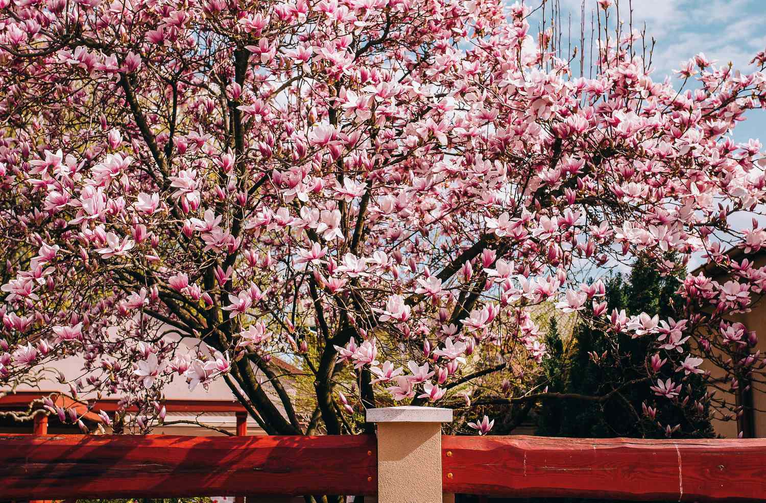 Magnolia tree