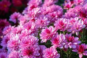 Pink mums