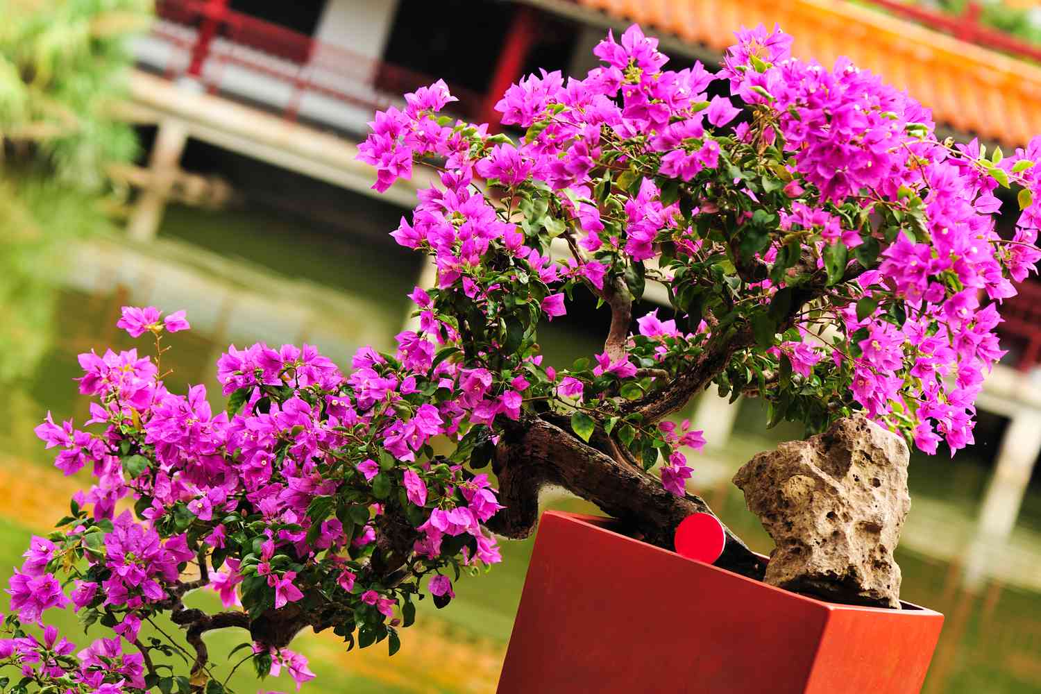 Bougainvillea bonsai