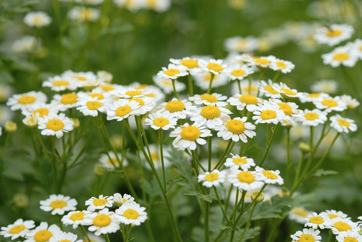 White chamomile in blossom