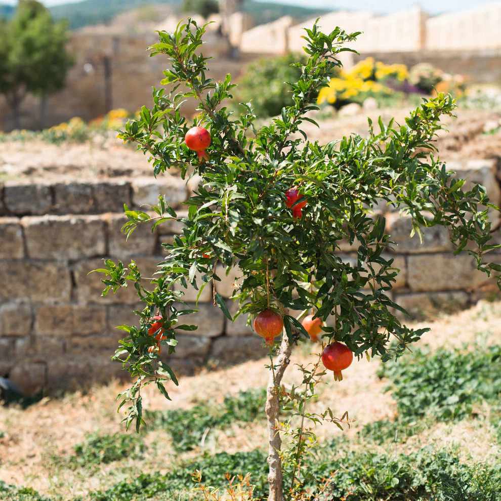 Texas pink pomegranate tree. 