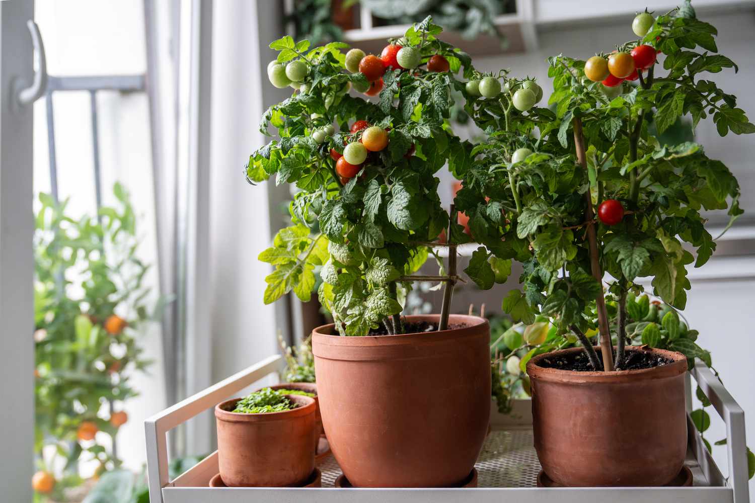 Tomatoes and houseplants grow in pots at cart indoors