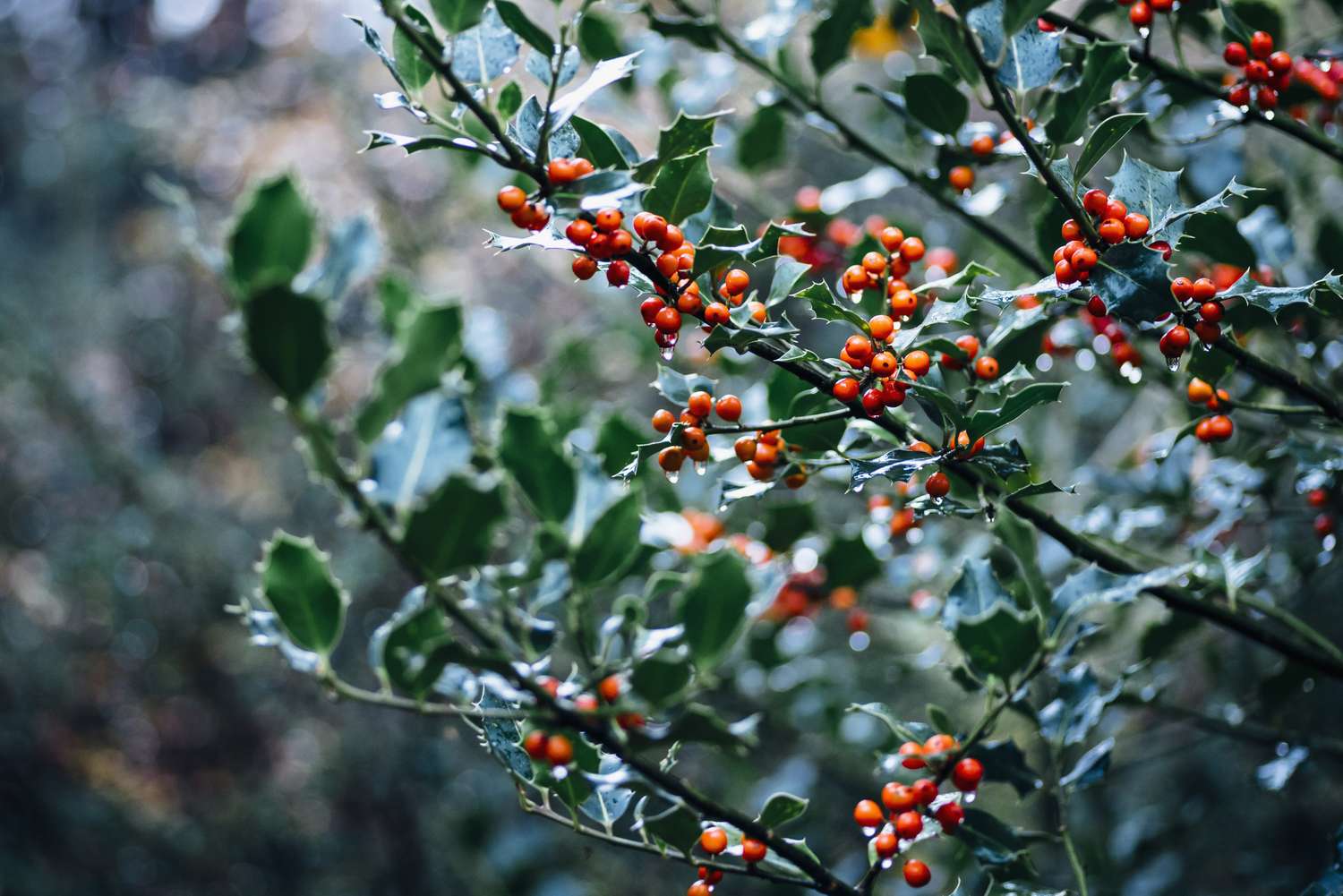 Closeup of holly plant in a garden