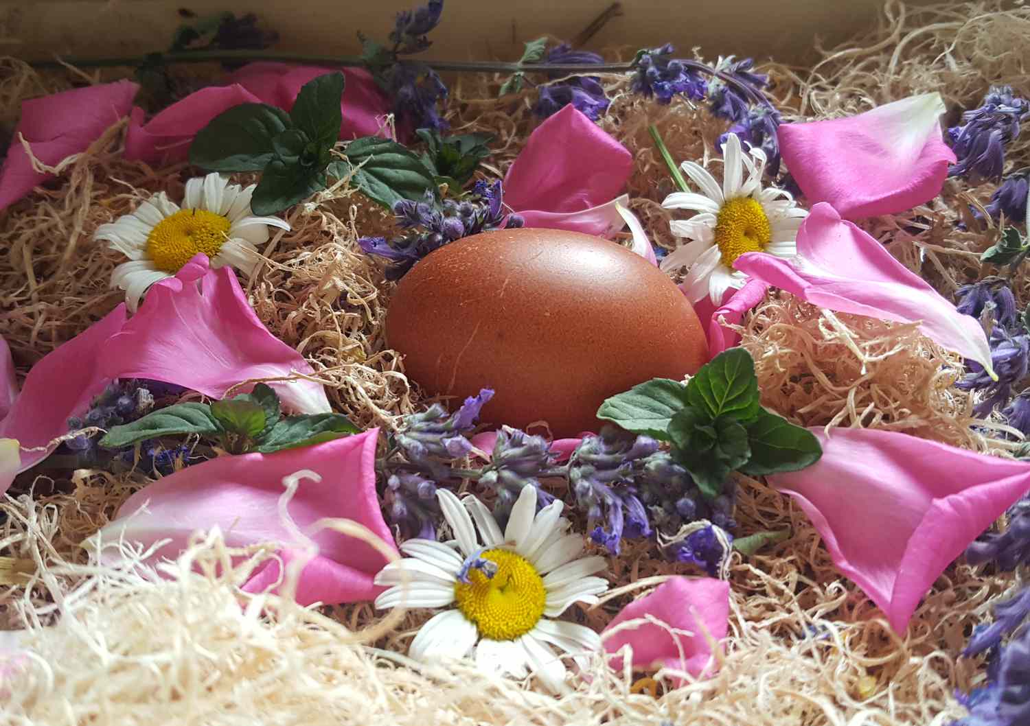 Herbs in nesting box