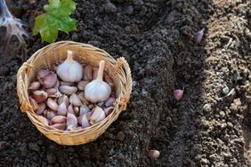 Cloves of garlic in wicker basket and planted in soil. 