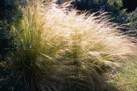 Mexican feather grass backlit by the sun.