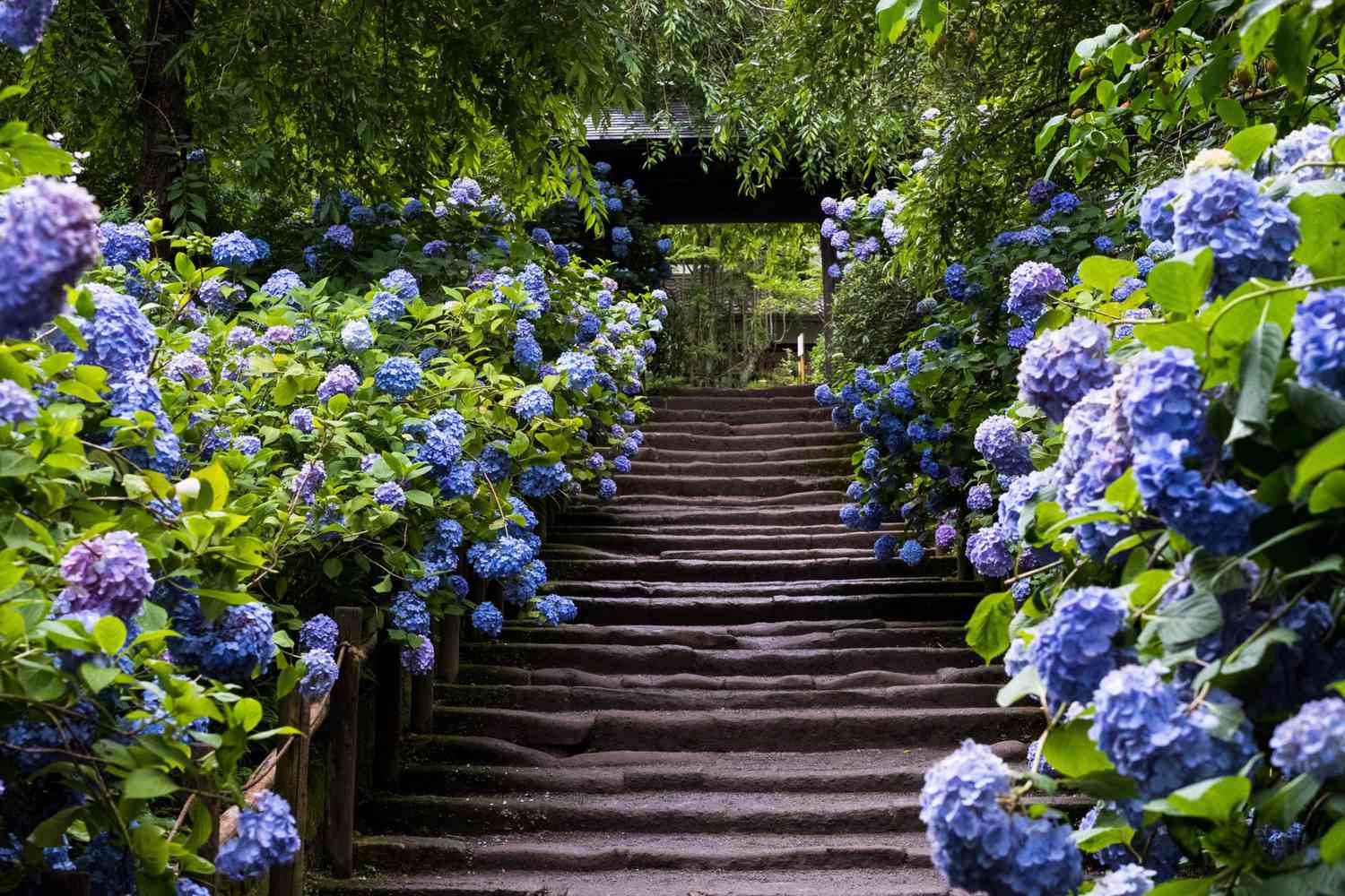 hydrangea bushes lining a path
