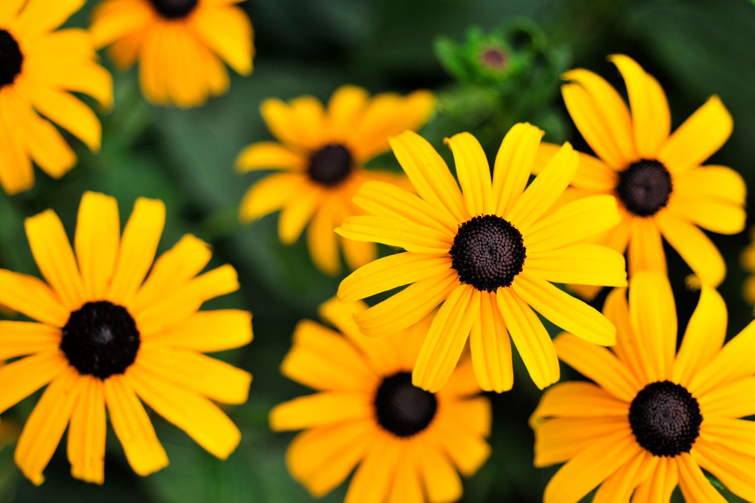 black-eyed susans