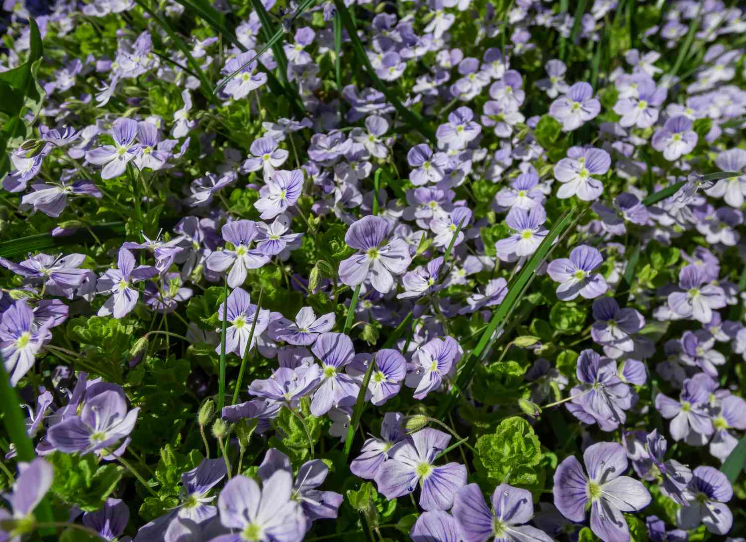 Creeping Speedwell ground cover with purple flowers