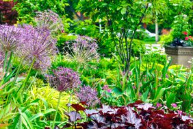 Fall perennials