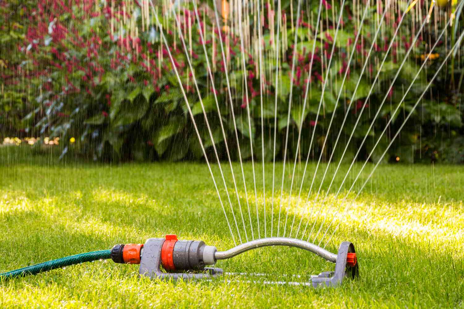 spring lawn watered by sprinkler