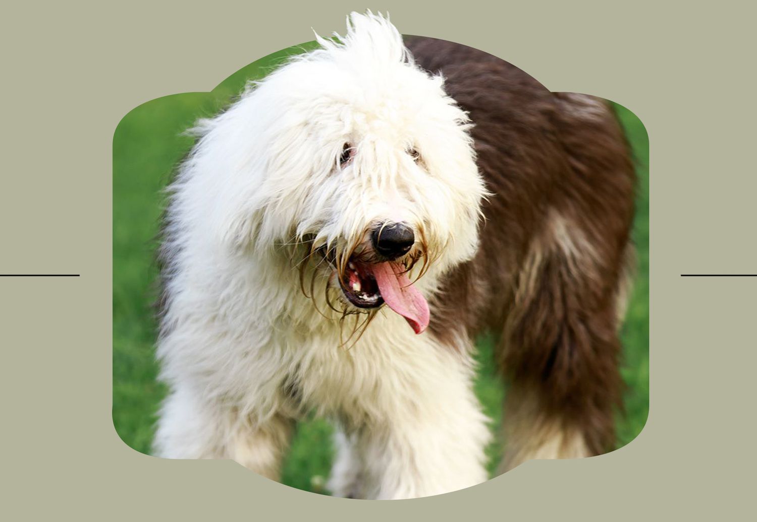English Sheepdog