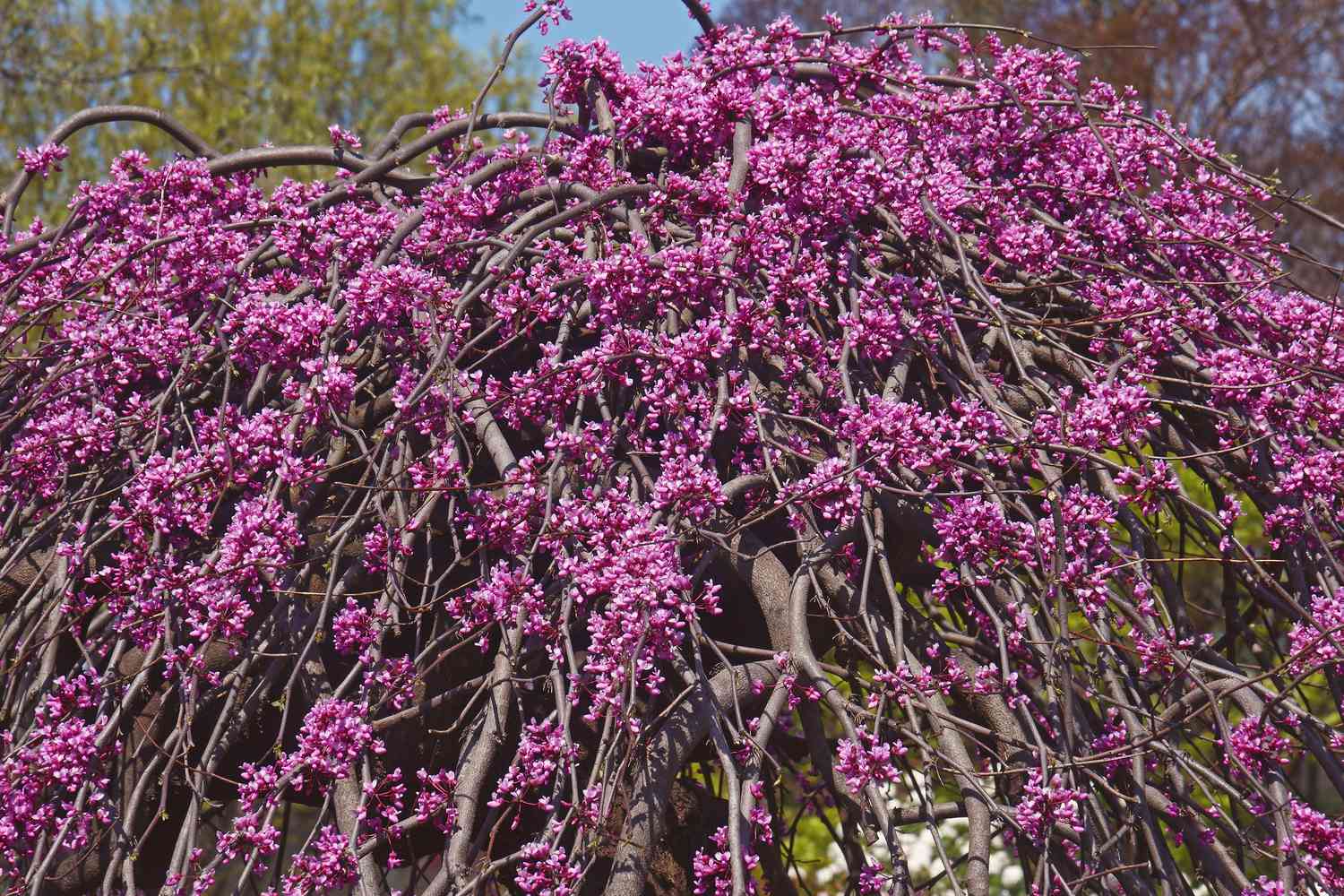 Weeping redbud tree called lavender twist in bloom