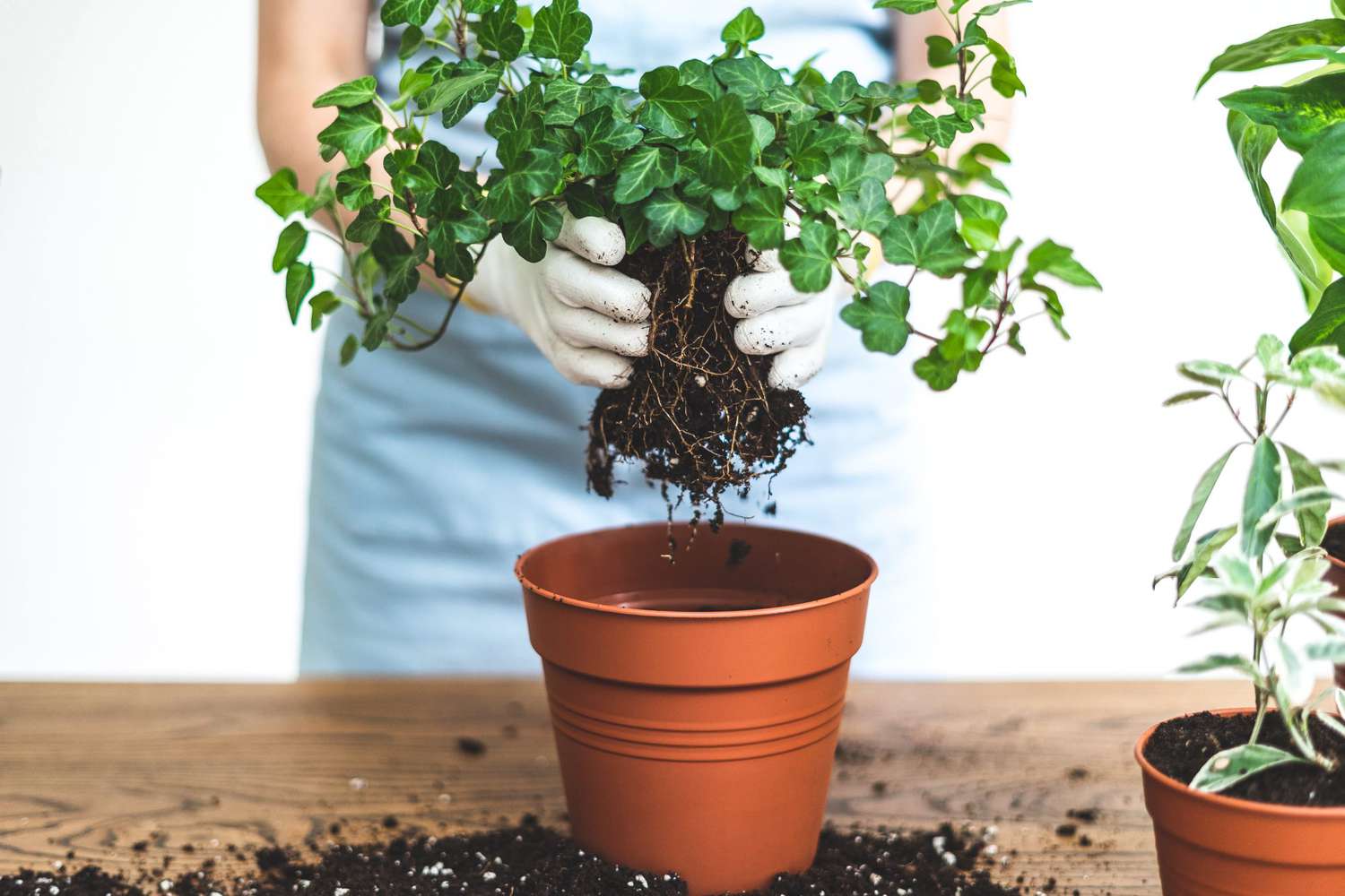 woman holding ivy plant in hands over new brown pot standing behind wooden table at home