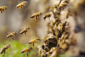close up of honey bees flying