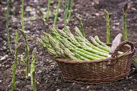 A wicker basket filled with freshly harvested asparagus placed on soil among growing asparagus stalks