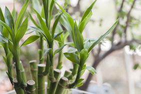 Bamboo stalks with leaves growing indoors near a window blurred background of trees outside
