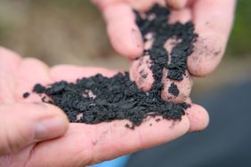 Hands holding and examining charcoal pieces likely for gardening use