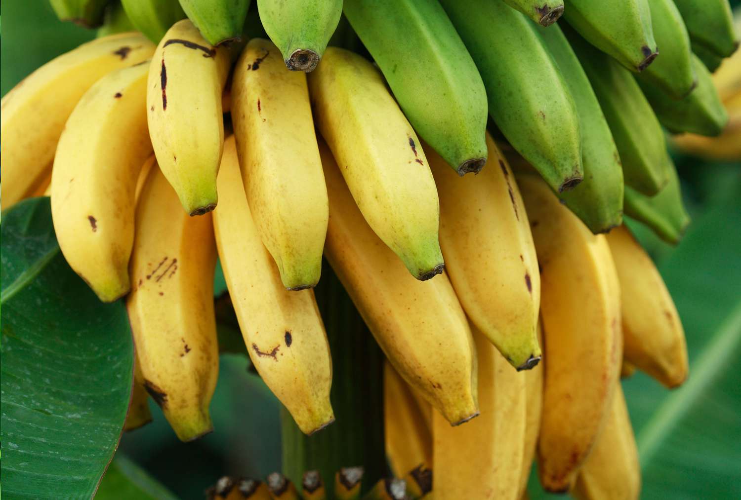Bananas on tree