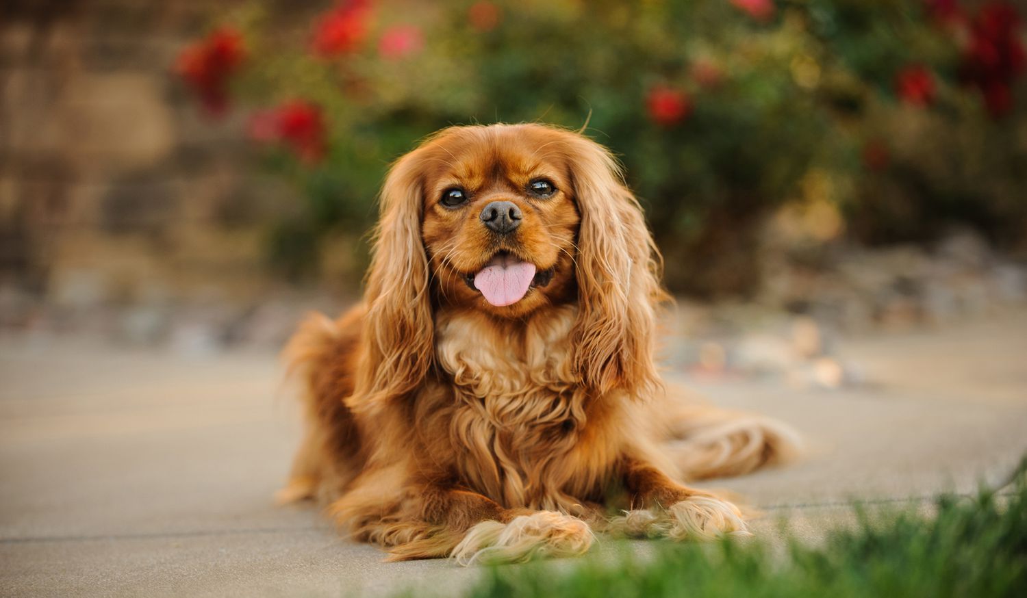 cavalier king charles spaniel dog resting on sidewalk