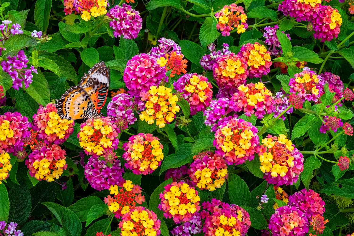 lantana flowers