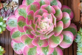pink witch succulent