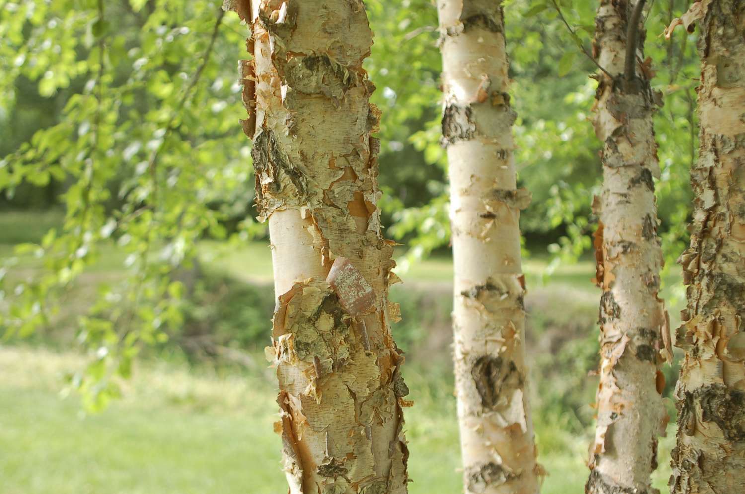 Closeup of river birch tree trunks with peeling bark in a natural outdoor setting
