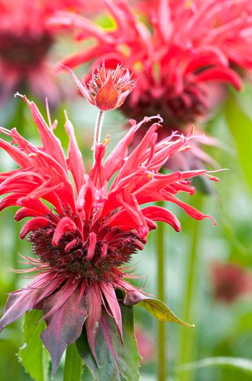 monarda gardenview scarlet