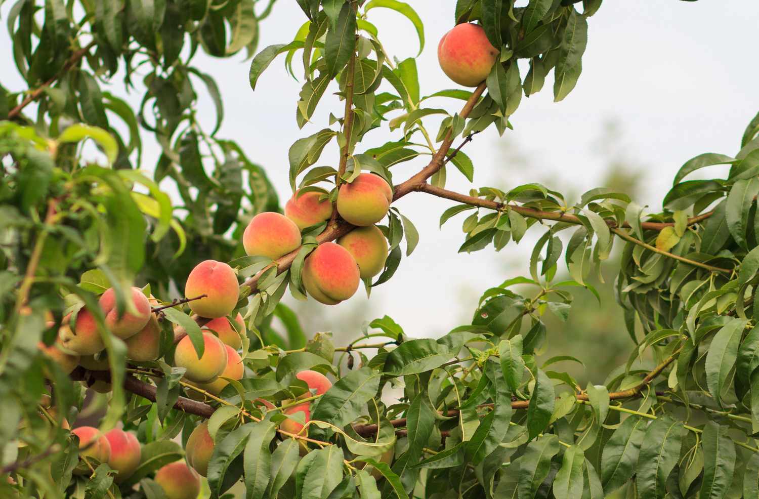 Branch of a peach tree with ripe peaches hanging from it