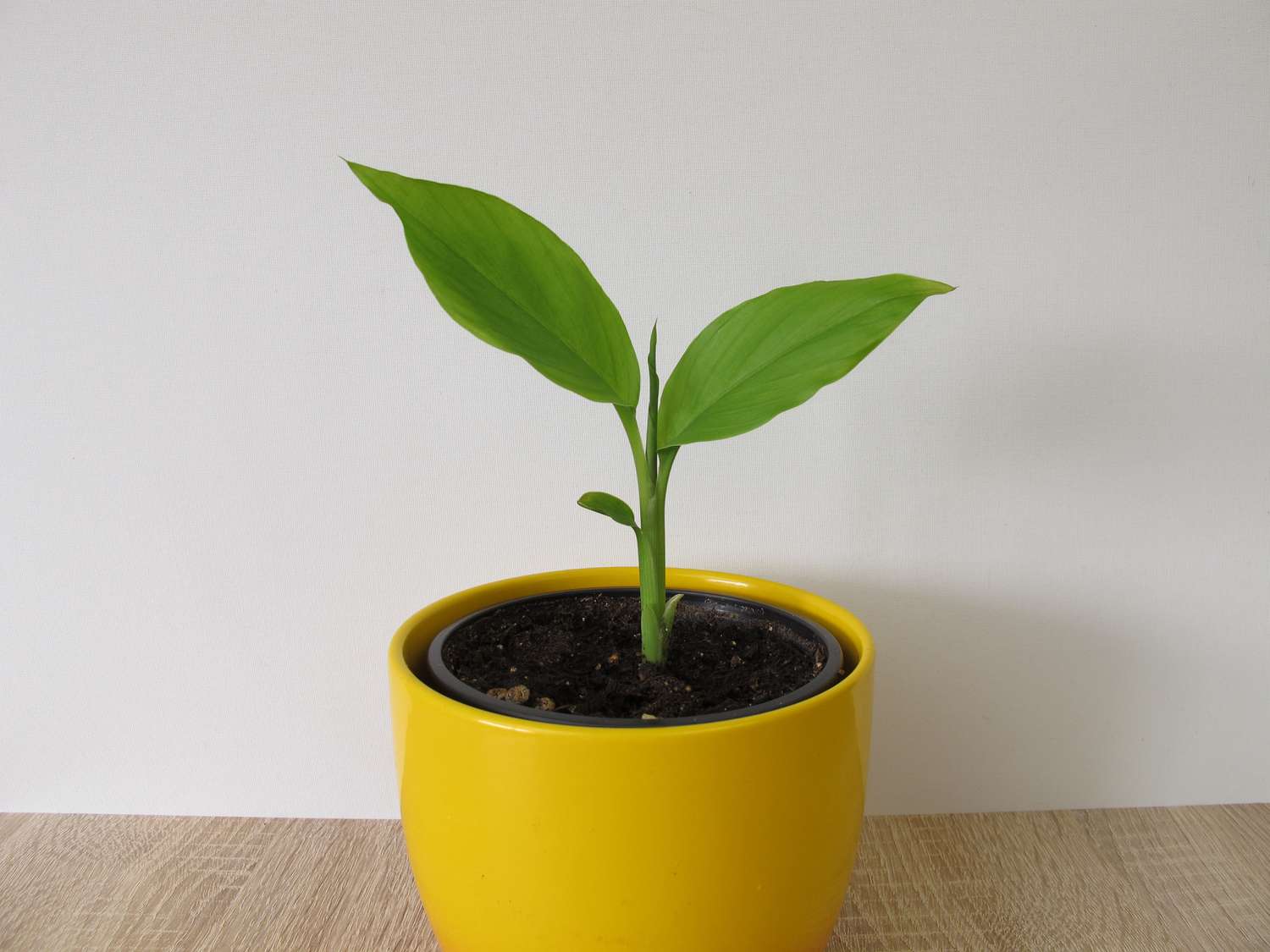Turmeric plant in flower pot